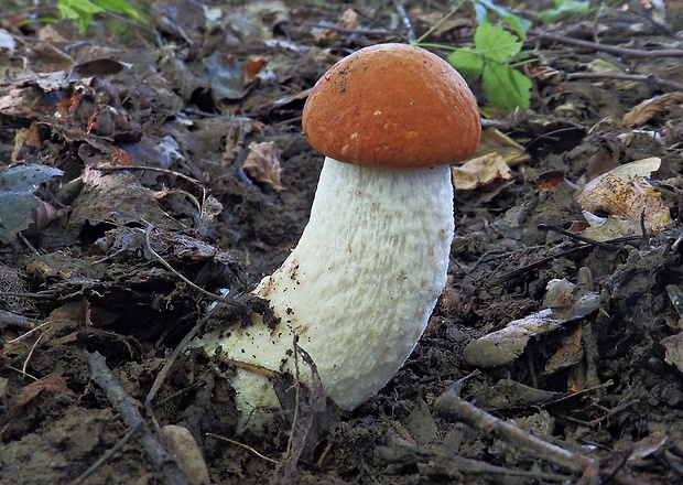 kozák osikový Leccinum albostipitatum den Bakker & Noordel.