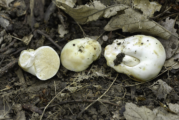 plávkovec biely Russula candida (Tul. & C. Tul.) J.M. Vidal