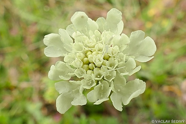 hlaváč žltkastý Scabiosa ochroleuca L.