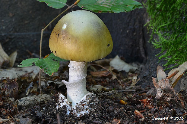 muchotrávka zelená Amanita phalloides (Vaill. ex Fr.) Link