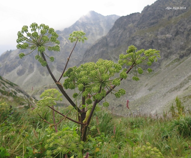 archangelika lekárska Archangelica officinalis Hoffm.