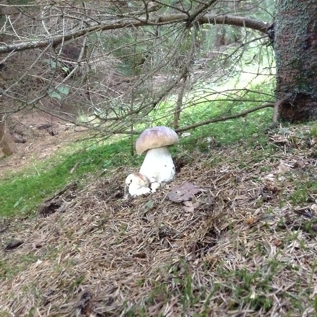 hríb smrekový Boletus edulis Bull.