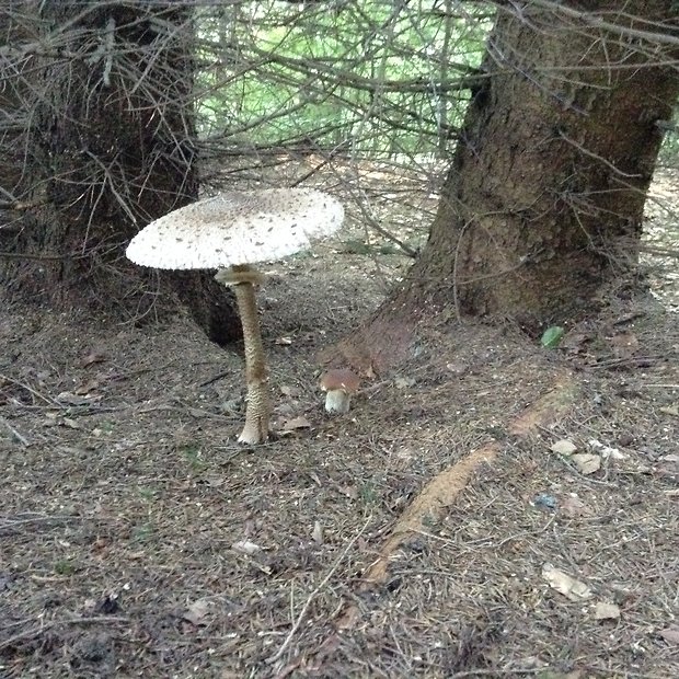 hríb smrekový, bedľa vysoká Boletus reticulatus, Macrolepiota procera Schaeff.