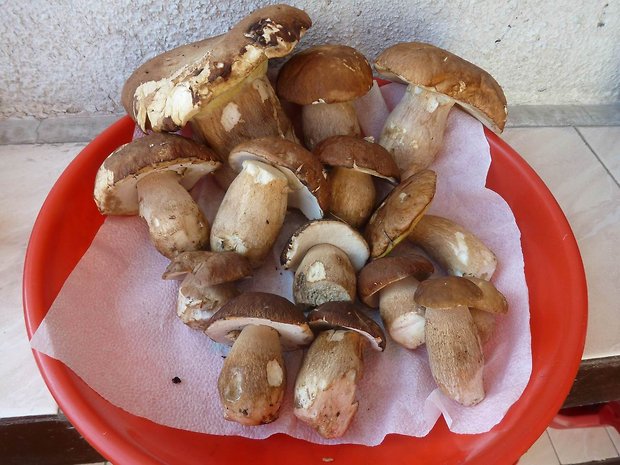 hríb dubový Boletus reticulatus Schaeff.