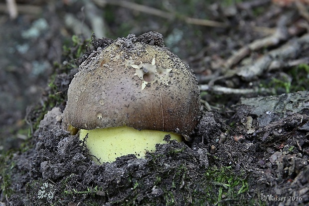 hríb príveskatý Butyriboletus appendiculatus (Schaeff. ex Fr.) Secr.