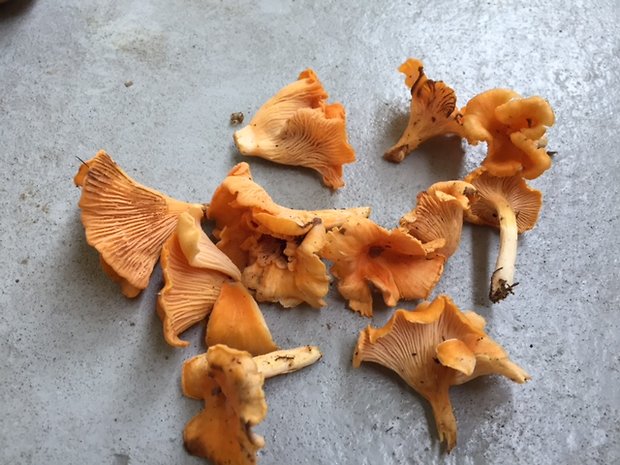 kuriatko Cantharellus sp.