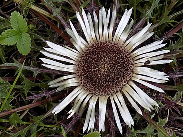 krasovlas bezbyľový pravý Carlina acaulis subsp. acaulis L.