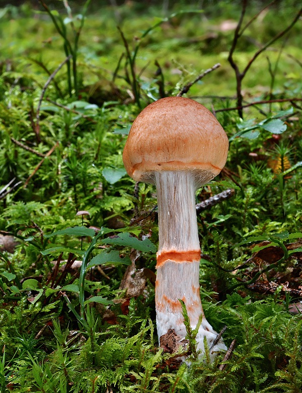 pavučinovec červenopásový Cortinarius cf armillatus (Fr.) Fr.