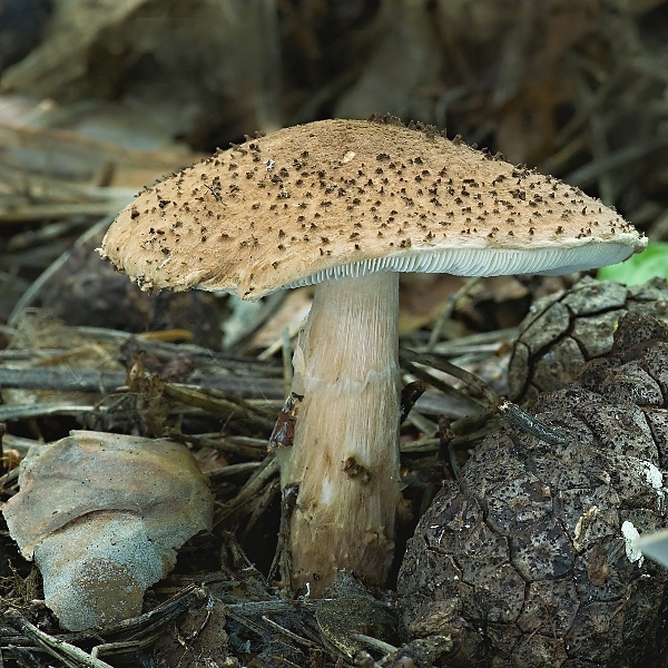 bedlička ostrošupinatá Echinoderma asperum (Pers.) Bon