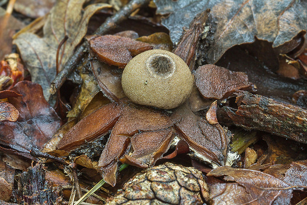 hviezdovka Berkeleyova Geastrum berkeleyi Massee