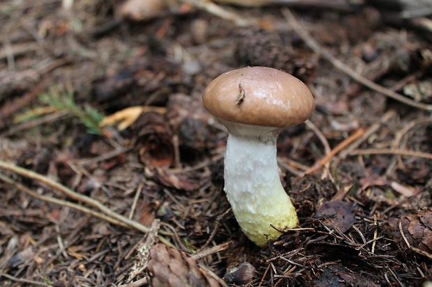 sliziak mazľavý Gomphidius glutinosus (Schaeff.) Fr.