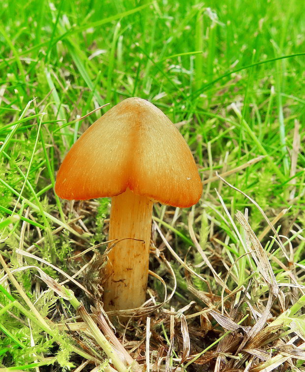 lúčnica kužeľovitá Hygrocybe conica (Schaeff.) P. Kumm.