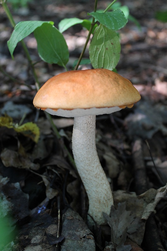 kozák osikový Leccinum albostipitatum den Bakker & Noordel.