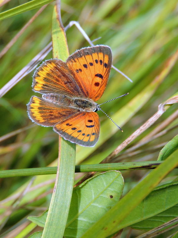 ohniváčik veľký  Lycaena dispar