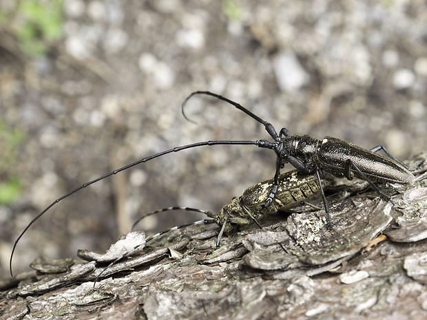 vrzúnik pralesový Monochamus sartor