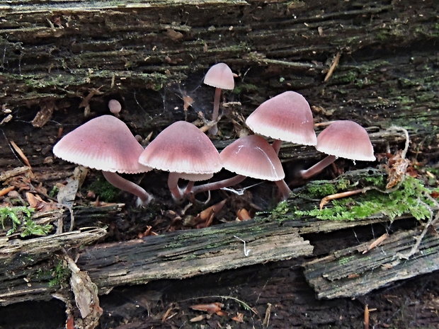 prilbička krvavomliečna Mycena haematopus (Pers.) P. Kumm.