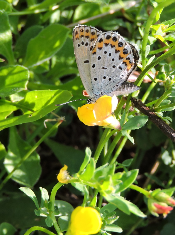 modráčik vresoviskový  Plebejus argyrognomon