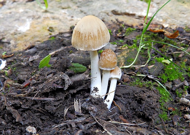 drobuľka hnedosivá Psathyrella spadiceogrisea (Schaeff.) Maire