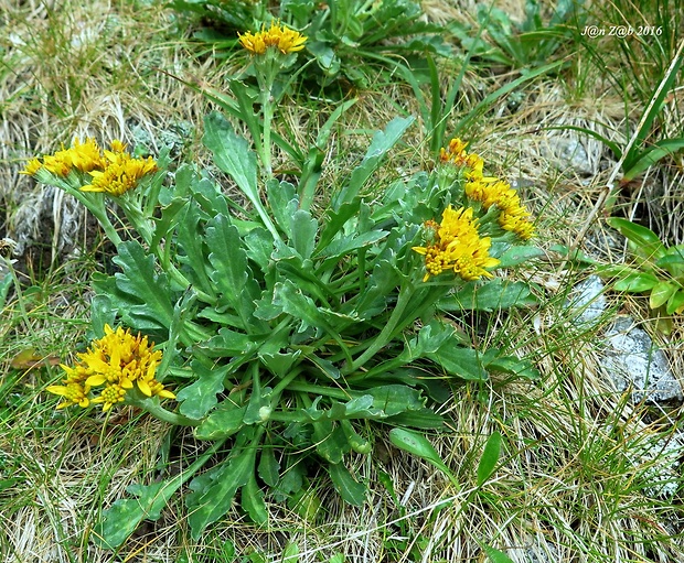 starček sivý kranský Senecio incanus subsp. carniolicus  (Willd.) Braun-Blanq.