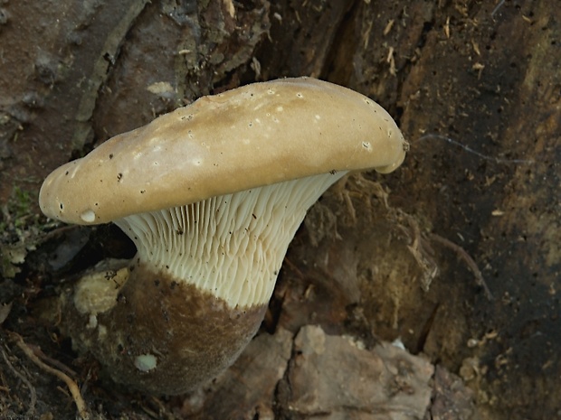 čechračka tmavohlúbiková Tapinella atrotomentosa (Batsch) Šutara