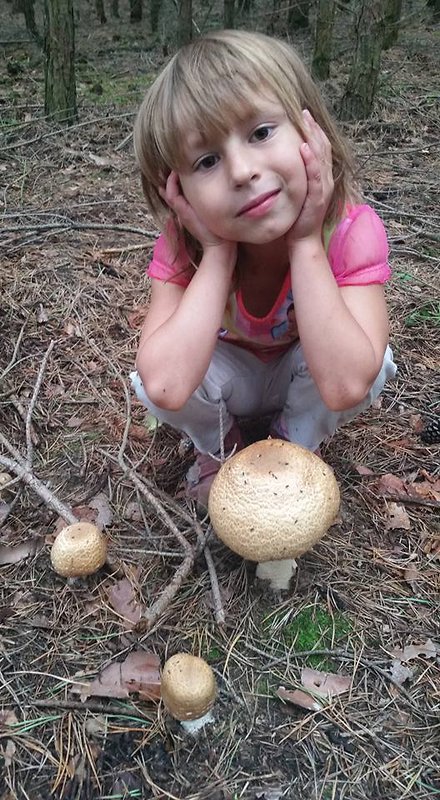 pečiarka obrovská Agaricus augustus Fr.