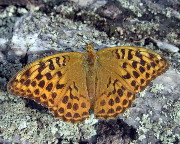 perlovec striebristopásavý  Argynnis paphia L.