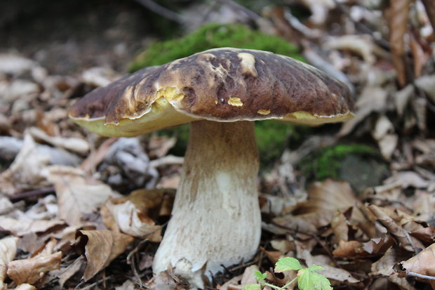 hríb smrekový Boletus edulis Bull.