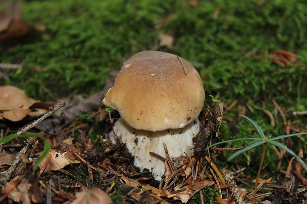 hríb smrekový Boletus edulis Bull.