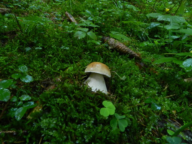 hríb smrekový Boletus edulis Bull.