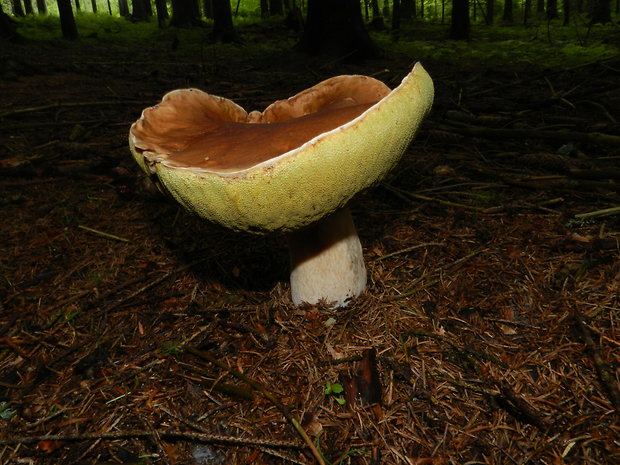 hríb smrekový Boletus edulis Bull.