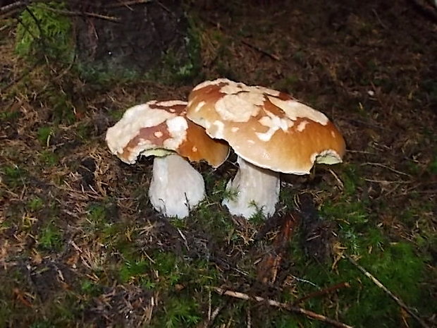 hríb smrekový Boletus edulis Bull.