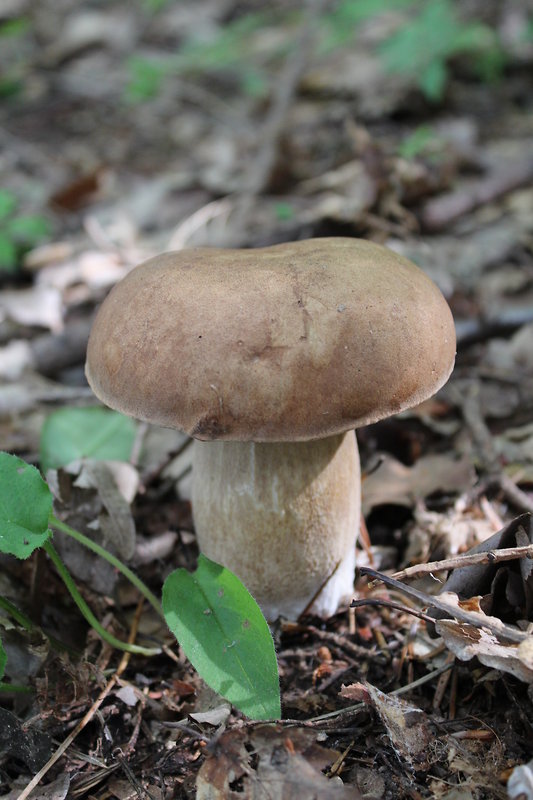 hríb dubový Boletus reticulatus Schaeff.