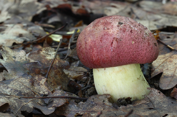 hríb nádherný Butyriboletus fuscoroseus (Smotl.) Vizzini & Gelardi