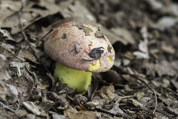 hríb kráľovský Butyriboletus regius (Krombh.) D. Arora & J.L. Frank