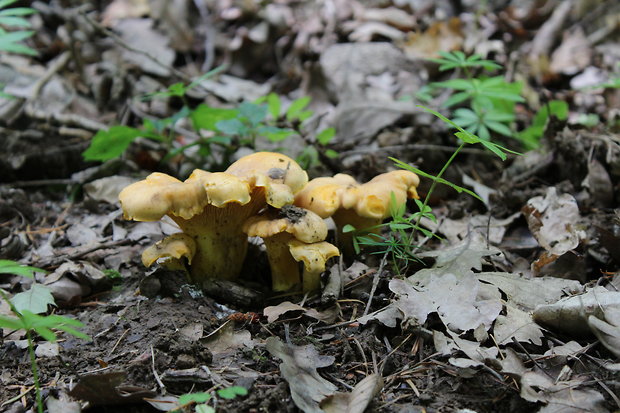 kuriatko jedlé Cantharellus cibarius Fr.