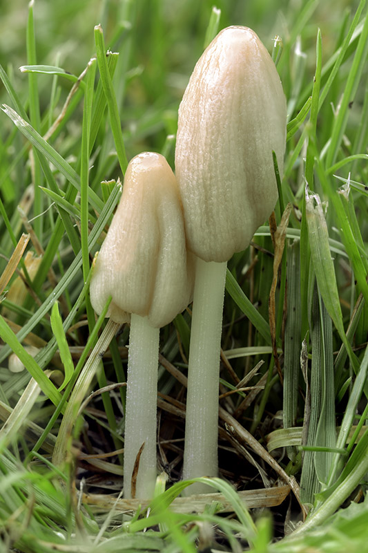 kapucňovec dažďomilný Conocybe deliquescens Hauskn. & Krisai