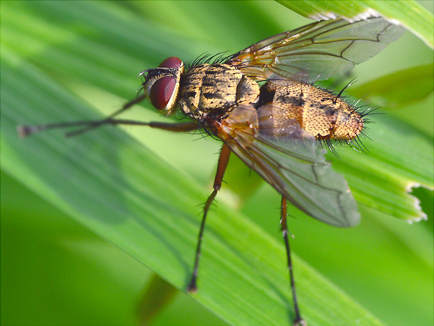 bystruša hôrna Dexiosoma caninum  (Tachinidae)