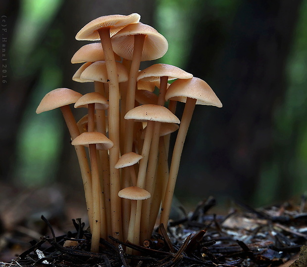 peniazovka trsovitá Gymnopus confluens (Pers.) Antonín, Halling & Noordel.