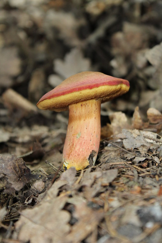 suchohríb karmínový Hortiboletus rubellus (Krombh.) Simonini, Vizzini & Gelardi