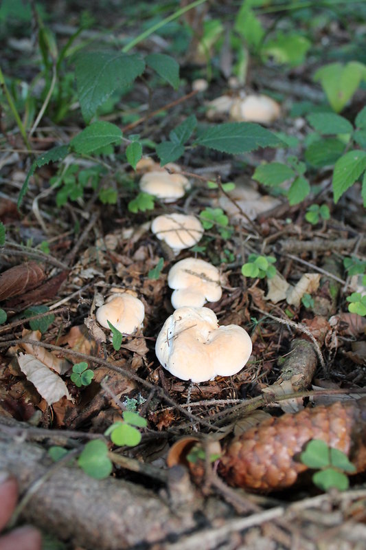 jelenka poprehýbaná Hydnum repandum L.