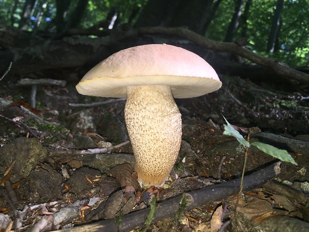 kozák Leccinum sp.