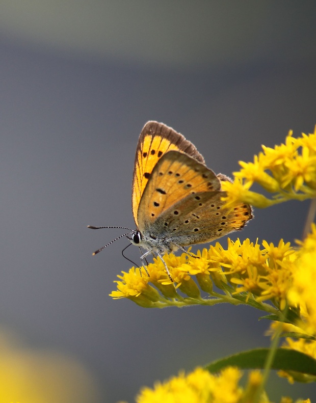 ohniváčik veľký  Lycaena dispar