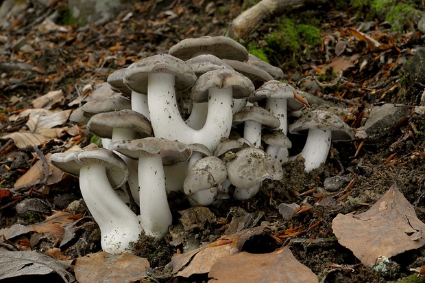 strmulec nakopený Lyophyllum decastes (Fr.) Singer