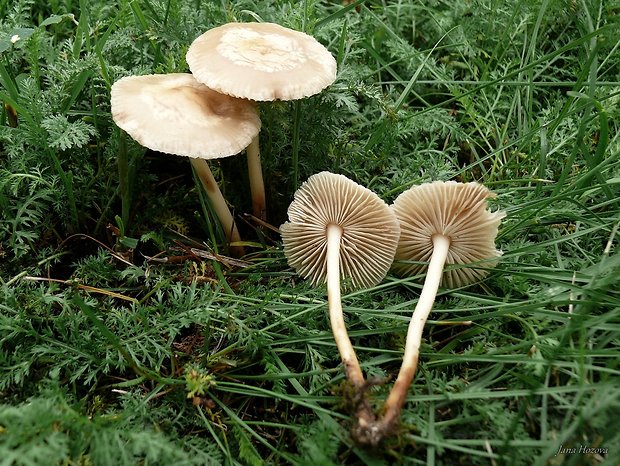 tanečnica poľná Marasmius oreades (Bolton) Fr.