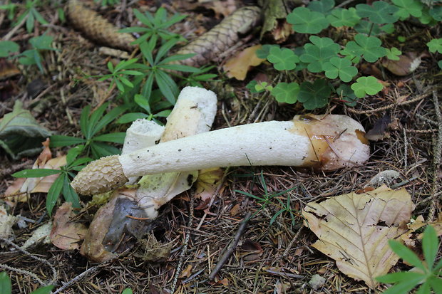 hadovka smradľavá Phallus impudicus L.