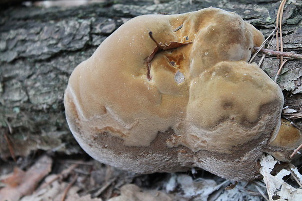 ohňovec Phellinus sp.