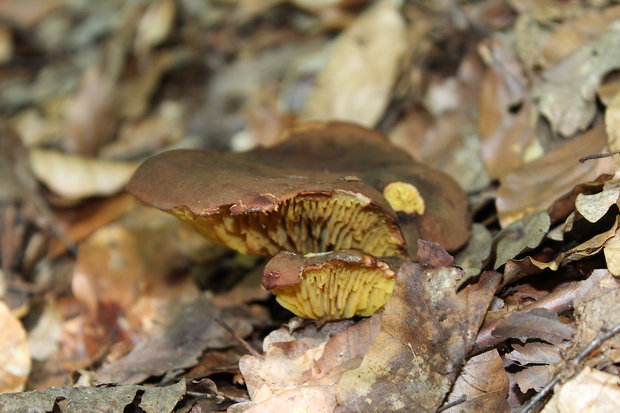 lupeňopórovec červenožltý Phylloporus rhodoxanthus (Schwein.) Bres.