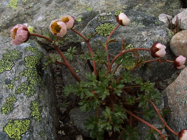 iskerník ľadovcový Ranunculus glacialis L.