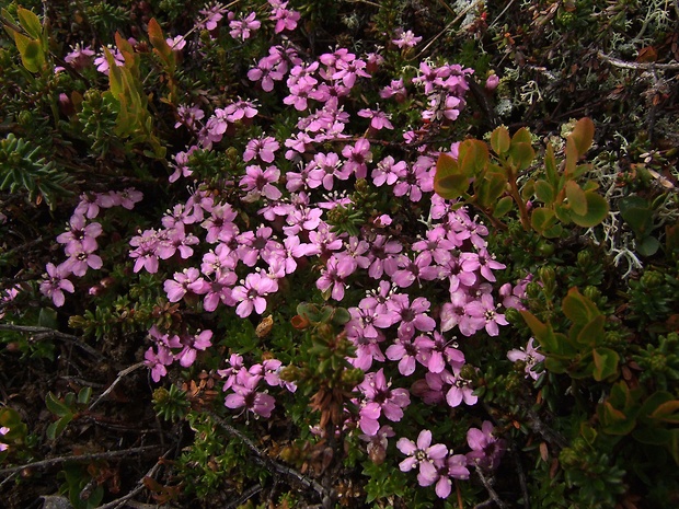 silenka bezbyľová Silene acaulis (L.) Jacq.