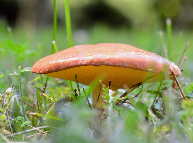 masliak zrnitý Suillus granulatus (L.) Roussel